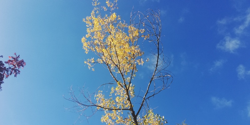 foliage Appennino Lucano