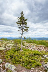 Old Tjikko
