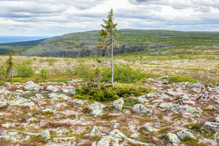 Old Tjikko