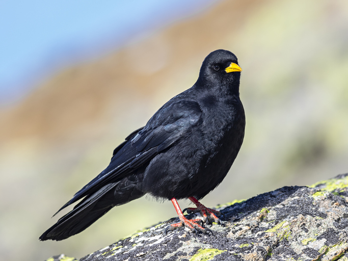 gran paradiso fauna