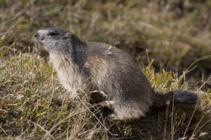 marmotta