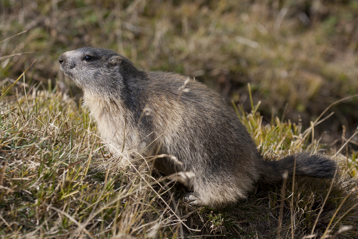 marmotta