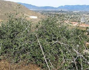 jurupa