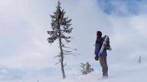 Old Tjikko