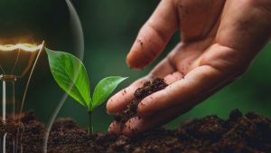 pianta albero energia ambiente
