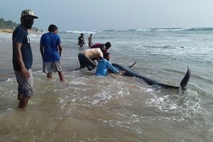 sri lanka balene