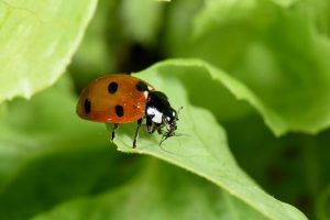 CoccinellaseptempunctatainsettoutileimpiegatoperlegrandiinfestazioniL