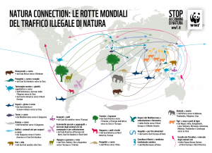 Infografica-mappa-commercio-illegale