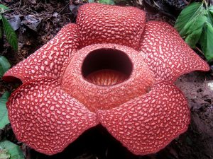 Rafflesia_arnoldi
