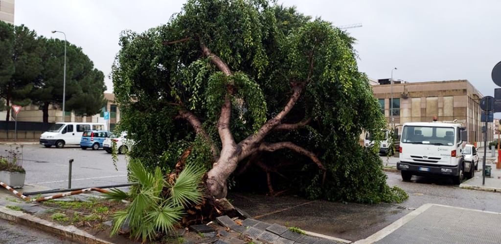 alberi caduti cedir (1)