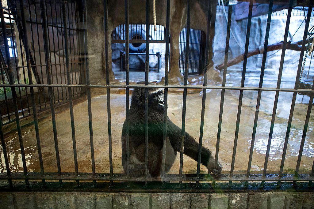 gorilla bua noi