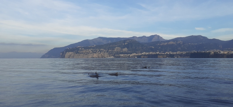 delfini