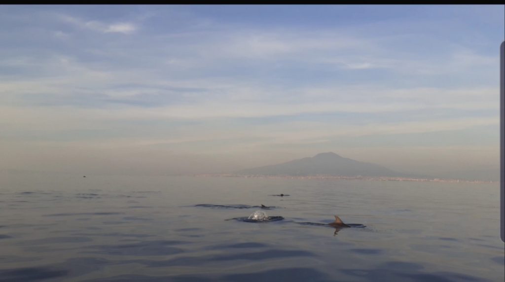 delfini