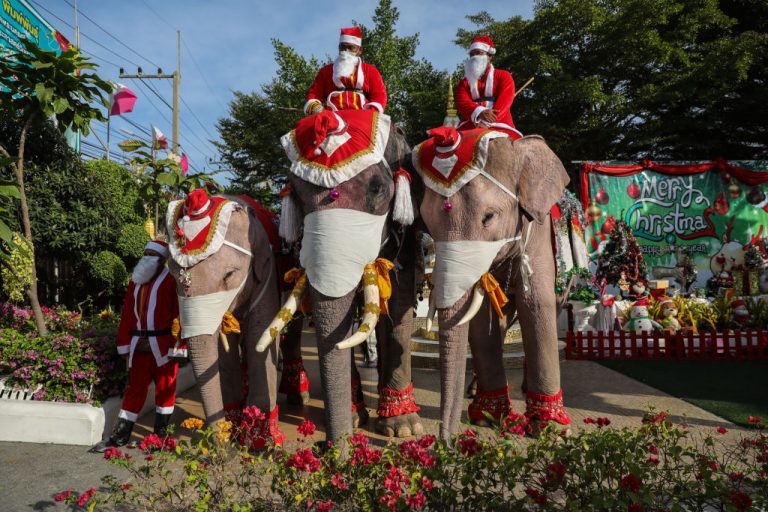 festività di dicembre in tutto il mondo elefanti babbo natale thailandia