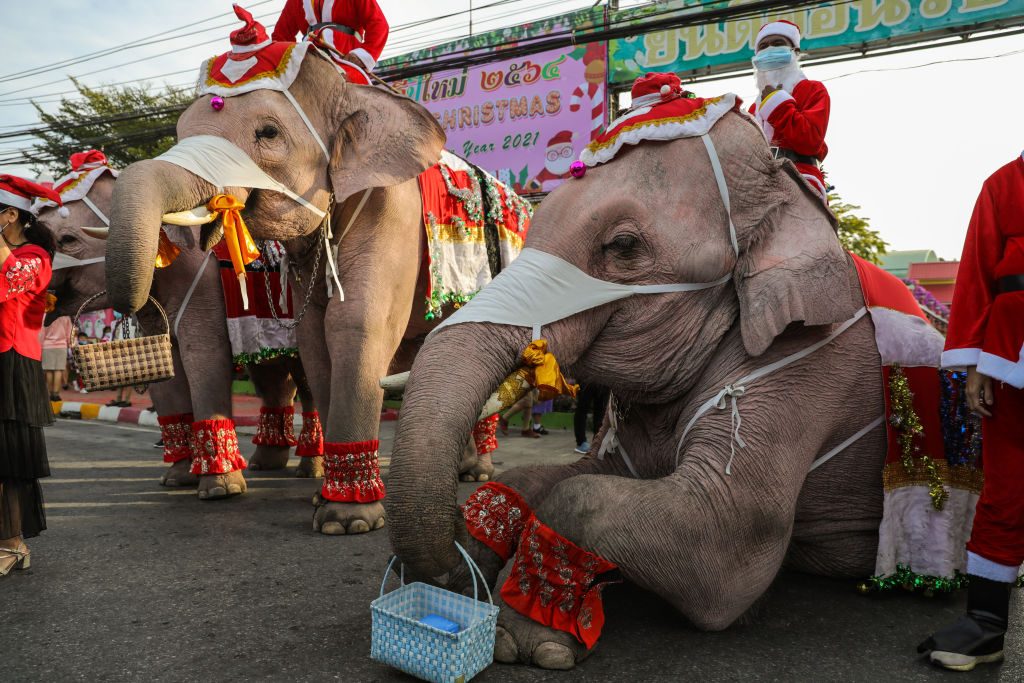 festività di dicembre in tutto il mondo elefanti babbo natale thailandia