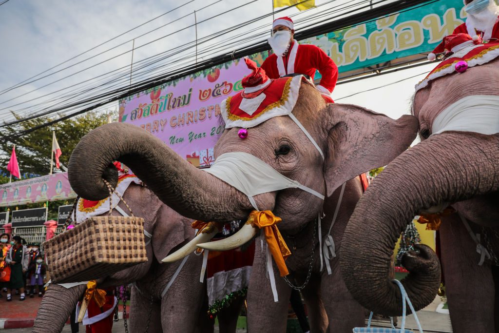 festività di dicembre in tutto il mondo elefanti babbo natale thailandia