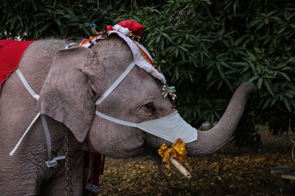 festività di dicembre in tutto il mondo elefanti babbo natale thailandia