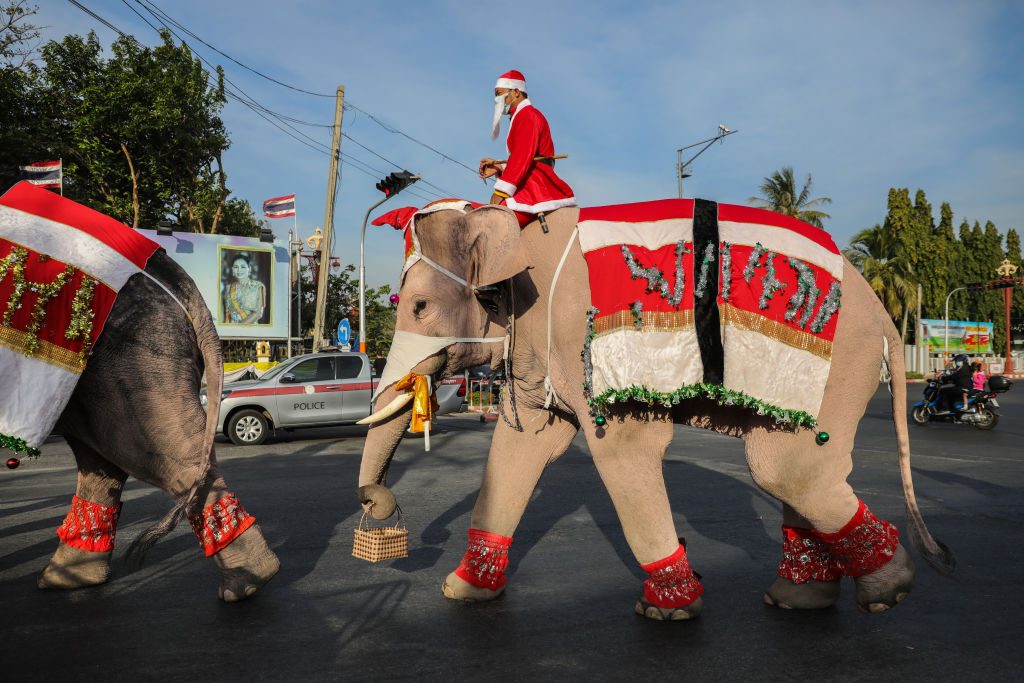 festività di dicembre in tutto il mondo elefanti babbo natale thailandia