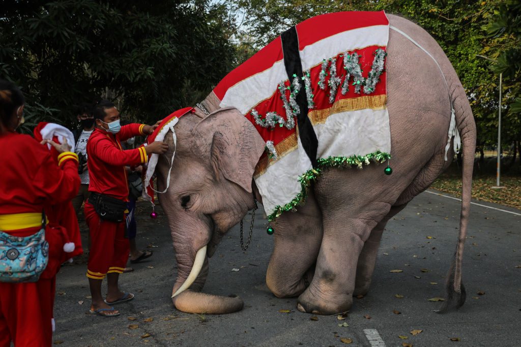 festività di dicembre in tutto il mondo elefanti babbo natale thailandia
