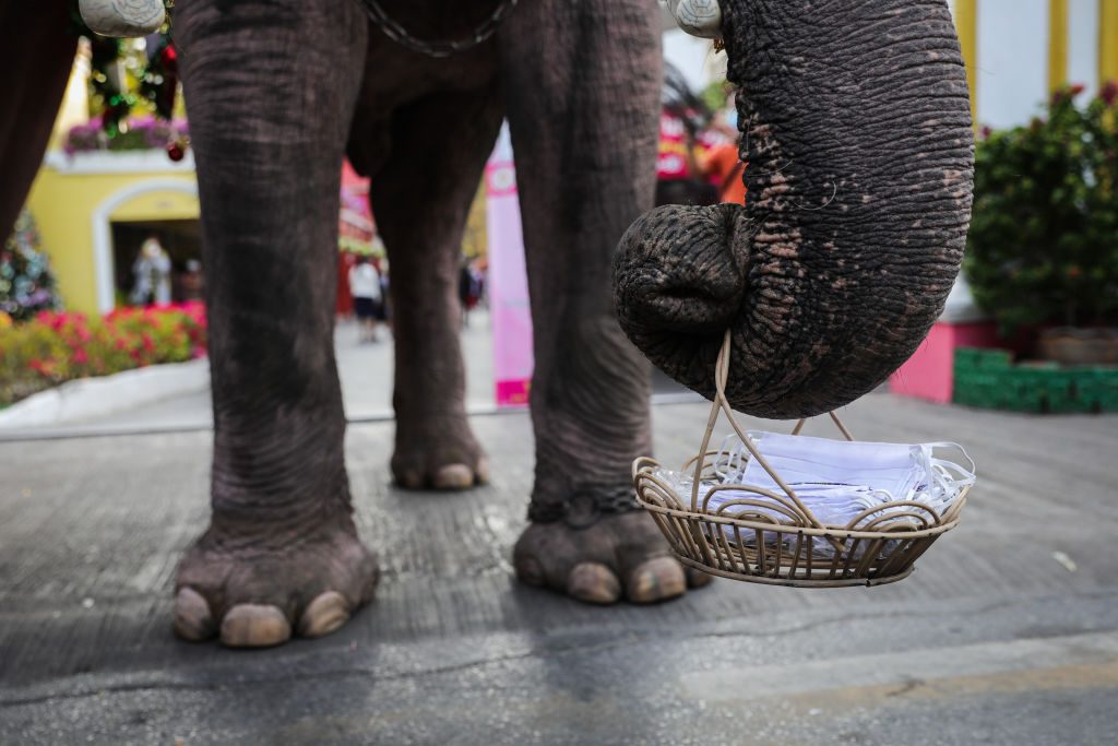 festività di dicembre in tutto il mondo elefanti babbo natale thailandia