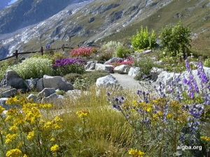 giardino  botanico alpino Saussarea