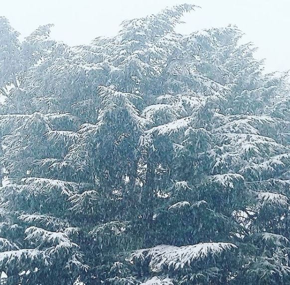 neve bolzano
