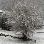 Maltempo, prime nevicate in Trentino Alto Adige: quota neve intorno a 500-600 metri [FOTO]