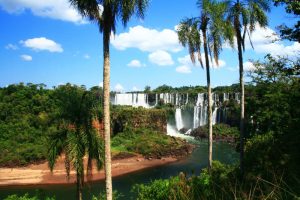 palme-di-iguazu