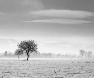 pavia