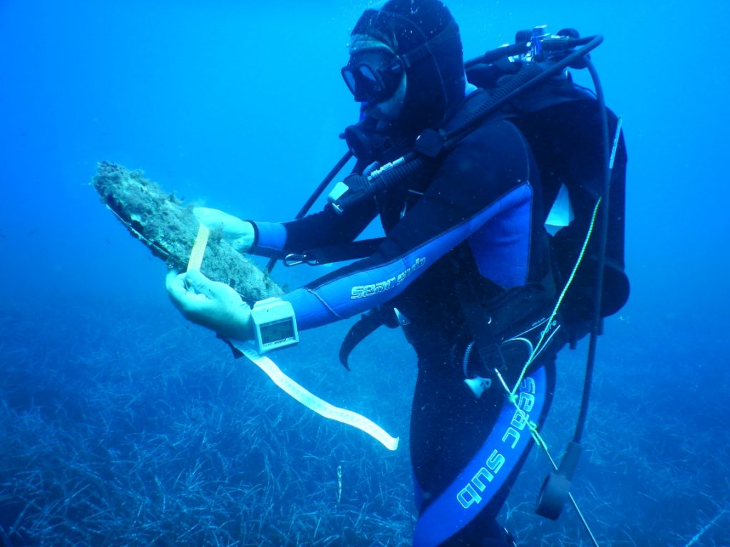 pinna nobilis