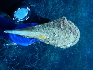 pinna nobilis