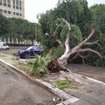 Maltempo, scirocco a 90km/h: strage di alberi a Reggio Calabria, città devastata dal 2° nubifragio degli ultimi 3 giorni