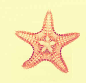 stella marina ctenodiscus crispatus