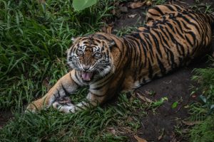 tigre