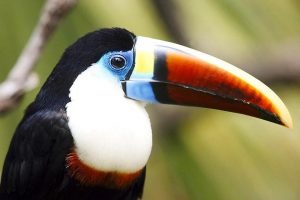 tucano