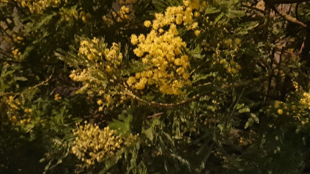 Mimose