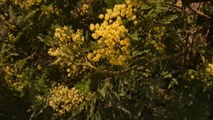 Mimose