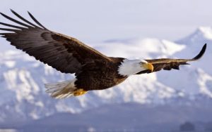 aquila di mare testabianca