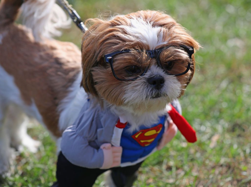 vestiti cani