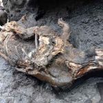 Il permafrost della Siberia regala un fossile di rinoceronte di 20.000 anni fa perfettamente conservato, con tanto di pelo e corno [FOTO]