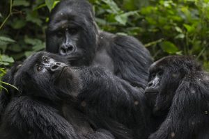 gorilla coronavirus