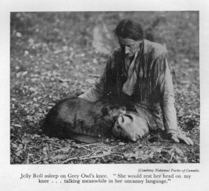 grey owl castori