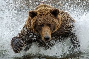 grizzly
