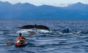 kayak alaska