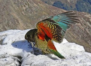 kea