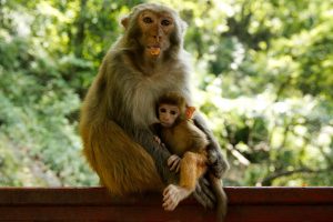 macaco