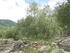 oliveti Trentino