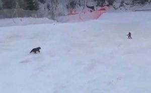orso romania