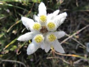 stella alpina appennino