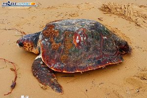 tartaruga mareamico
